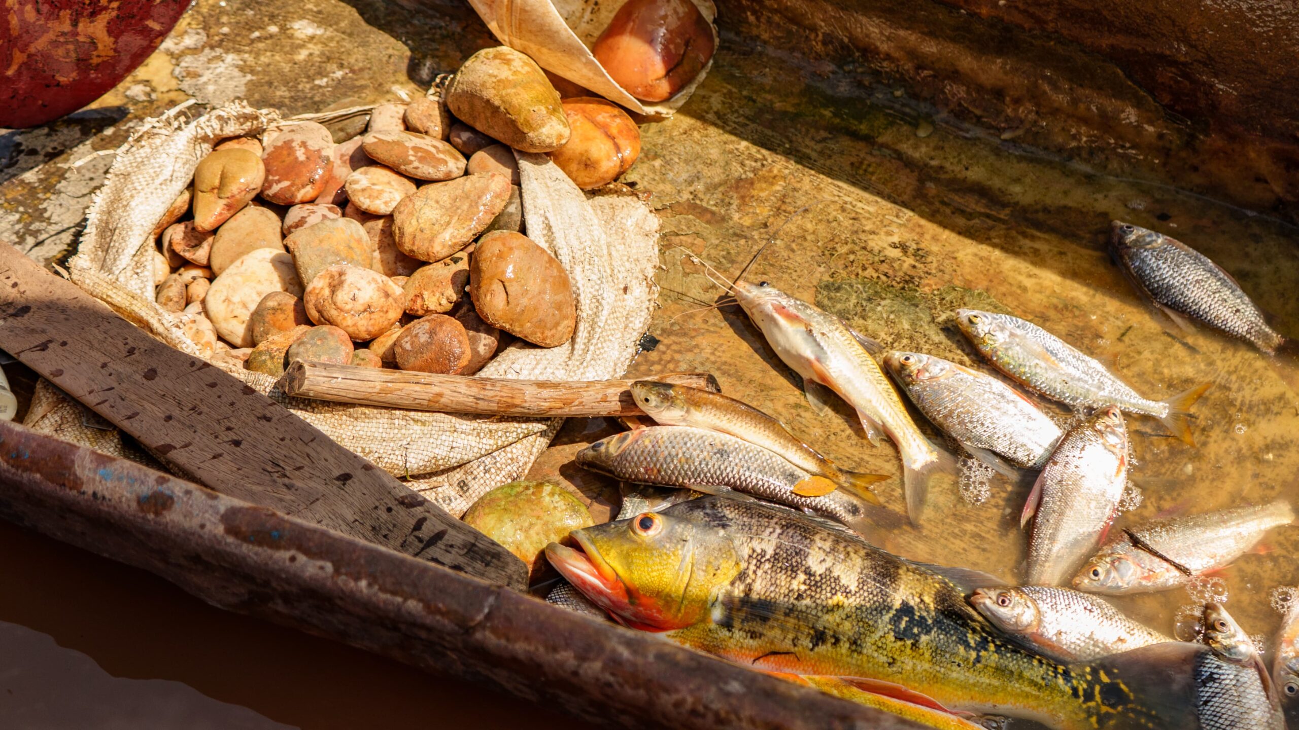pesca de la región de la Orinoquia