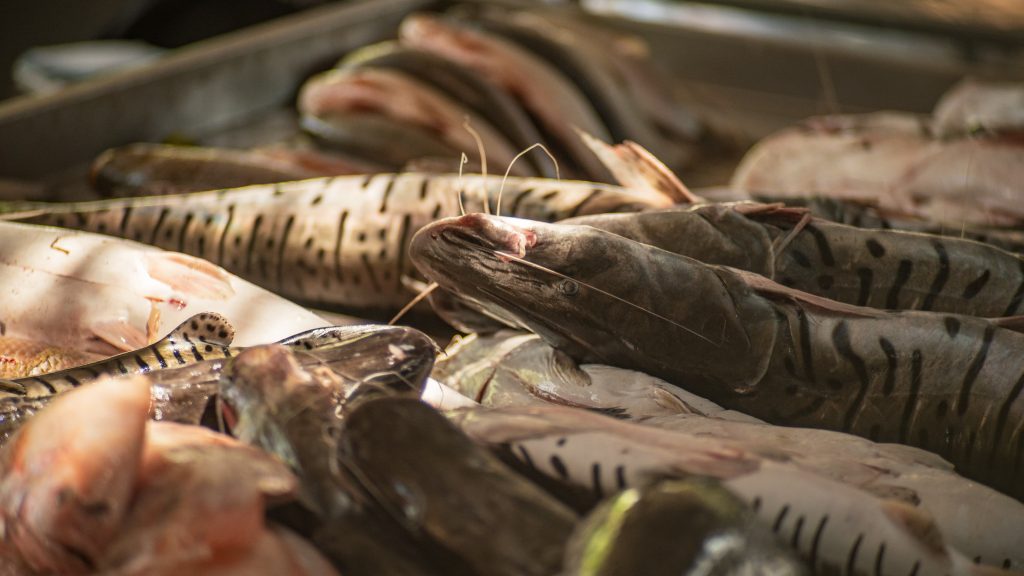 Bagre rayado en periodo de veda: una medida clave para la sostenibilidad pesquera en Colombia.