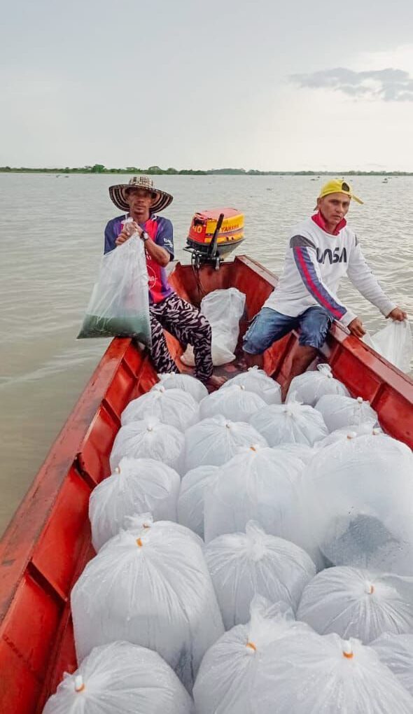 AUNAP impulsa la sostenibilidad pesquera en La Mojana con 500.000 alevinos.