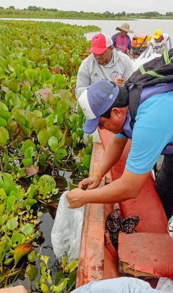 AUNAP impulsa la sostenibilidad pesquera en La Mojana con 500.000 alevinos.