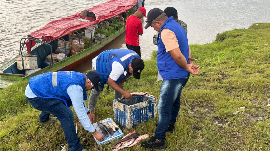 AUNAP refuerza los operativos de control y vigilancia durante la veda del Bagre Rayado en Magangué.