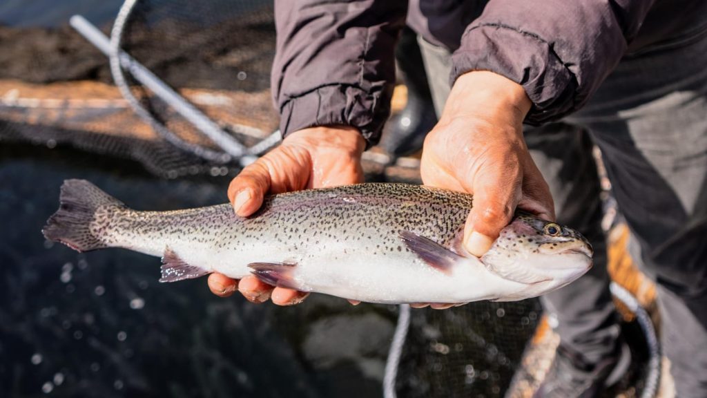 Trucha arcoíris evaluada en una unidad productiva acuícola de Nariño.