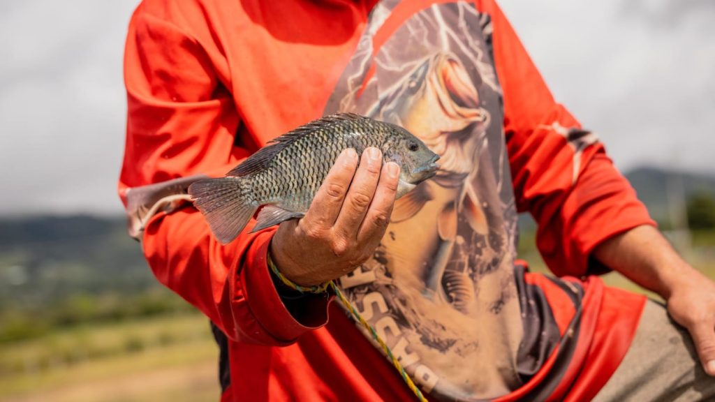 Pescador artesanal del Valle del Cauca muestra una de las especies capturadas de manera sostenible en el Lago Calima.